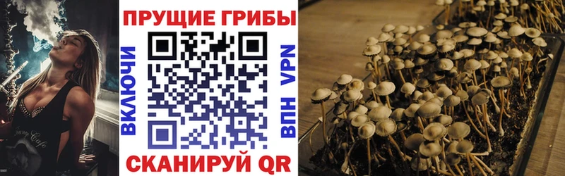 Галлюциногенные грибы Psilocybe  Советск 